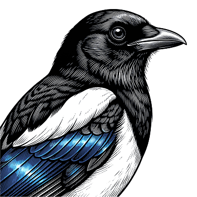 Kitzi the magpie